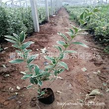 ��߅�S��G�h �G�������Ե��� ��߅���� ���̾G���@��ֲ��
