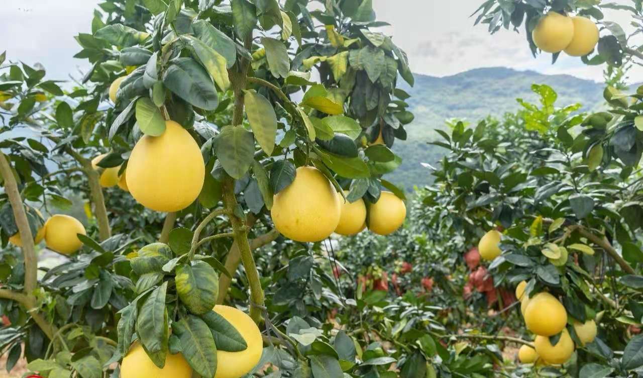 红心蜜柚三红肉柚子2粒装新鲜水果柚子5斤装批发