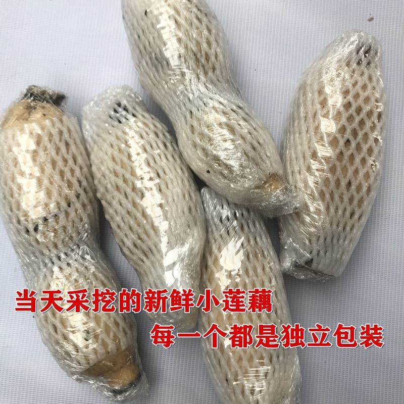 fresh Lotus root 5 Lotus Crisp White Lotus Individual size is relatively small]