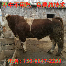 先养再付款 浙江西门塔尔牛犊价格在线咨询买小牛犊免费运输