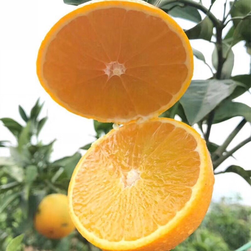 [Sichuan Ehime 38 Jelly orange]Hand peeling orange Now pick now issued Non orange 10 Pounds of fresh fruit