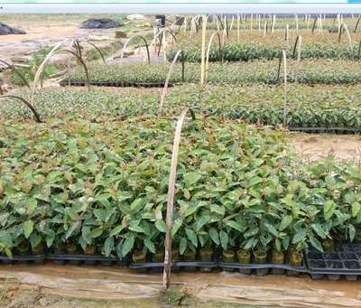 油茶三角梅月季中药材苗木月季金银花扦插育苗块轻基质带托盘