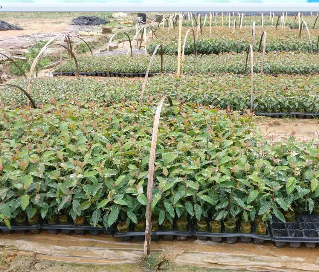 油茶三角梅月季中药材苗木月季金银花扦插育苗块轻基质带托盘