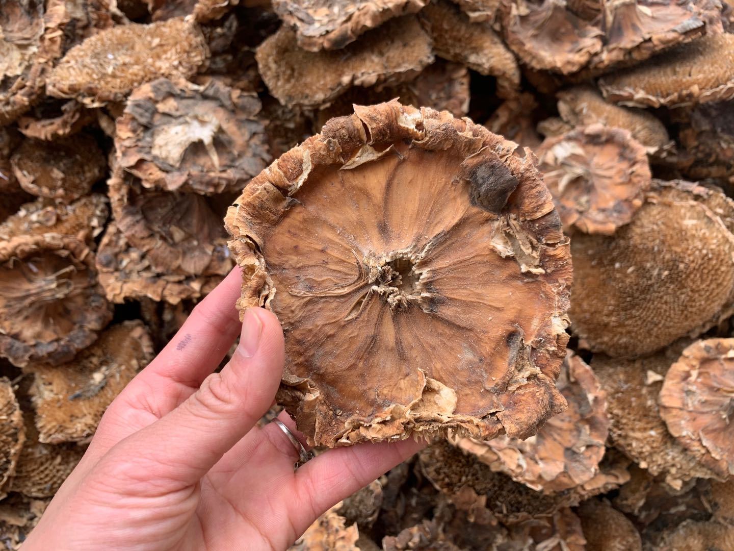 Dried Sunflower Disc Kui Hua Pan Helianthus annuus Whole Flower Head Traditional Herbal Ingredient 500g specifications