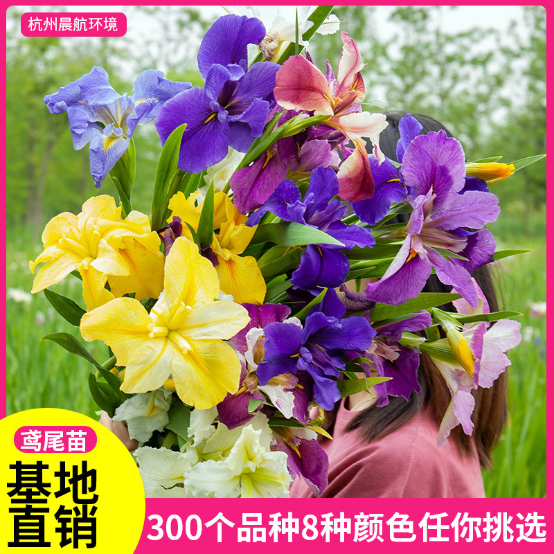 常绿水生鸢尾日本花菖蒲西伯利亚鸢尾花水生植物睡莲基地zhi销 种苗花卉网