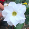 Desert rose seed wholesale polysemite plant succulent potted flower seed flower garden