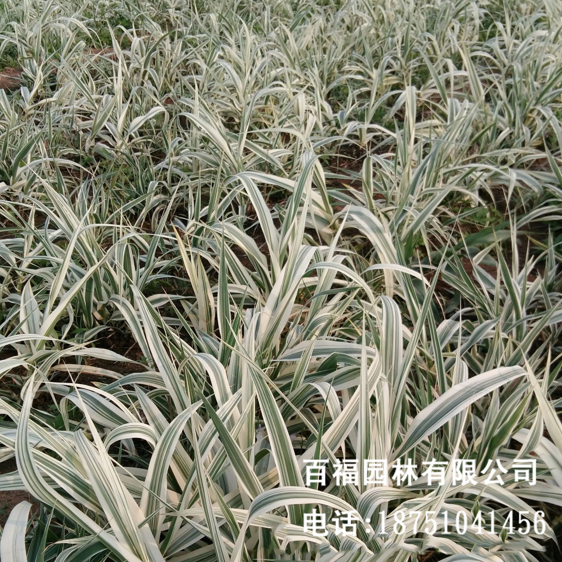 花叶芦竹产地价格人工湿地多年生本植物 阿里巴巴