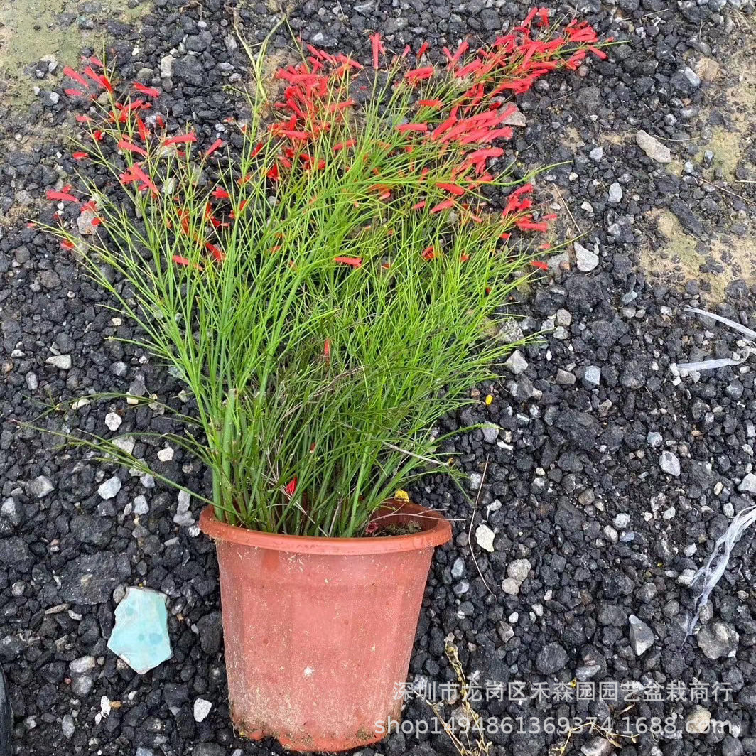 炮仗竹盆栽供应花卉宿根花卉吉祥草花地被植物园林绿化