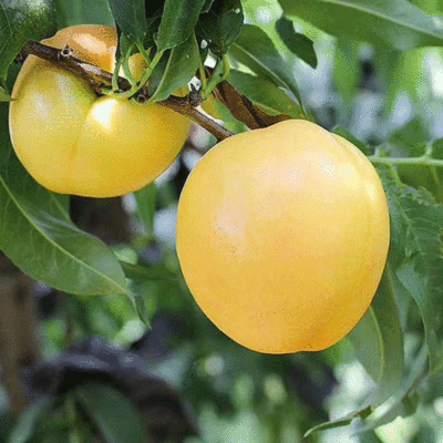 批發中油4號黃金油桃 當季新鮮水果非黃金水蜜桃黃金蟠桃