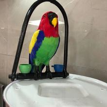 仿真鹦鹉挂饰仿真动物小鸟道具摆件工艺品可爱鸟仿真鸟鹦鹉