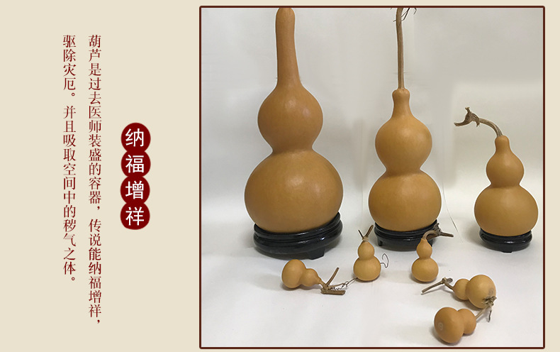 普通葫芦_09.jpg
