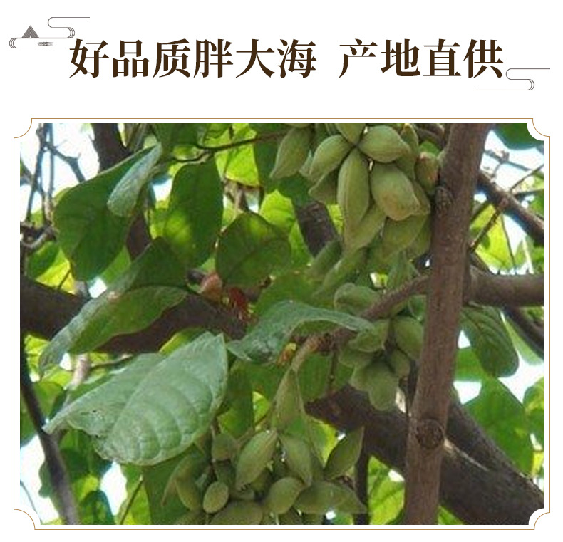 Sterculia Seed Tea Pang Da Hai 500g Whole Long Fruit Herbal Infusion for Daily Brewing key features