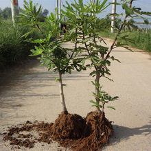 无花果树果苗四季庭院地栽阳台盆栽矮化种植苗大果树苗