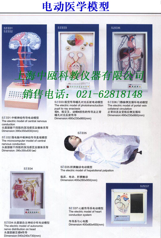 电动医学教学模型|人体解剖模型|医学教学模型|医学技能实训模型