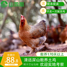 【山鸡凰】清远鸡广东清远农家散养鸡170天土鸡鲜鸡肉白切走地鸡