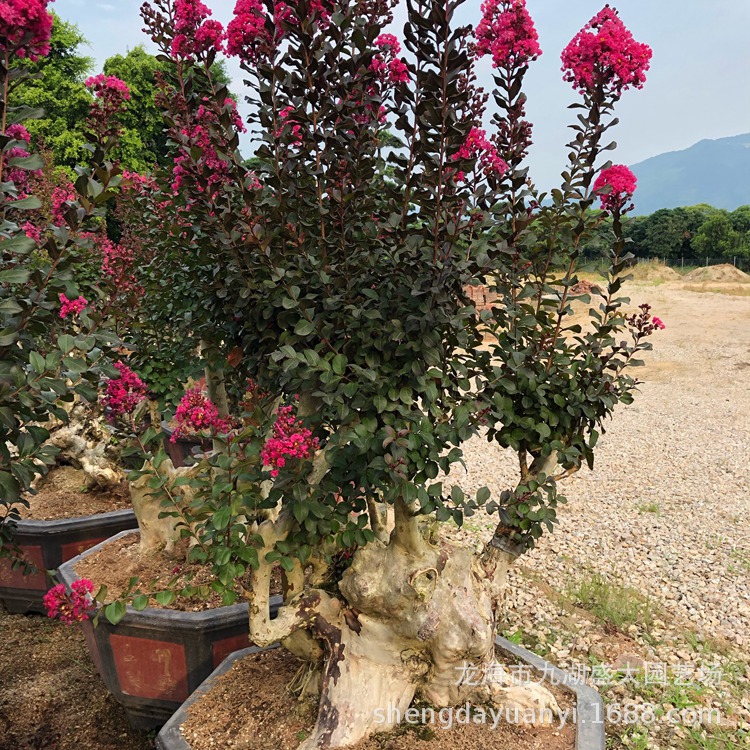 IMG_5445(20200224-230357)