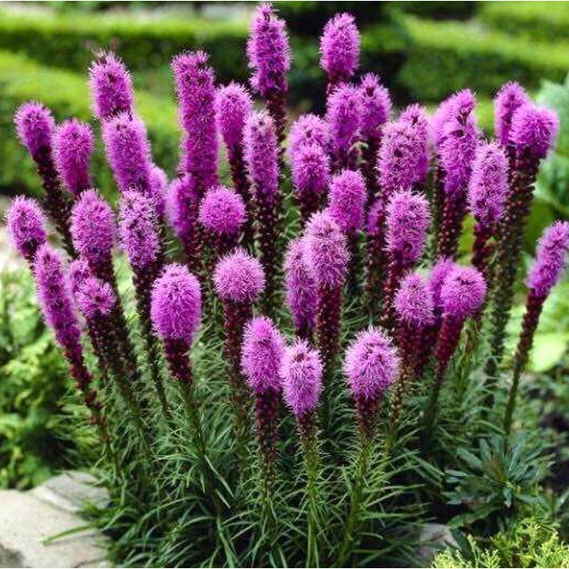 Семена змеи брунта Посев Весна и Осень Цветочные Семена Многолетний Ландшафт Цветочные Семена Цветы Срезанные Цветы Цветочные Семена Цветы