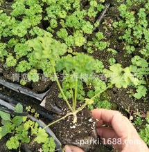 优质芳香植物食用欧芹种苗 平叶欧芹花苗 皱叶欧芹盆栽苗批发