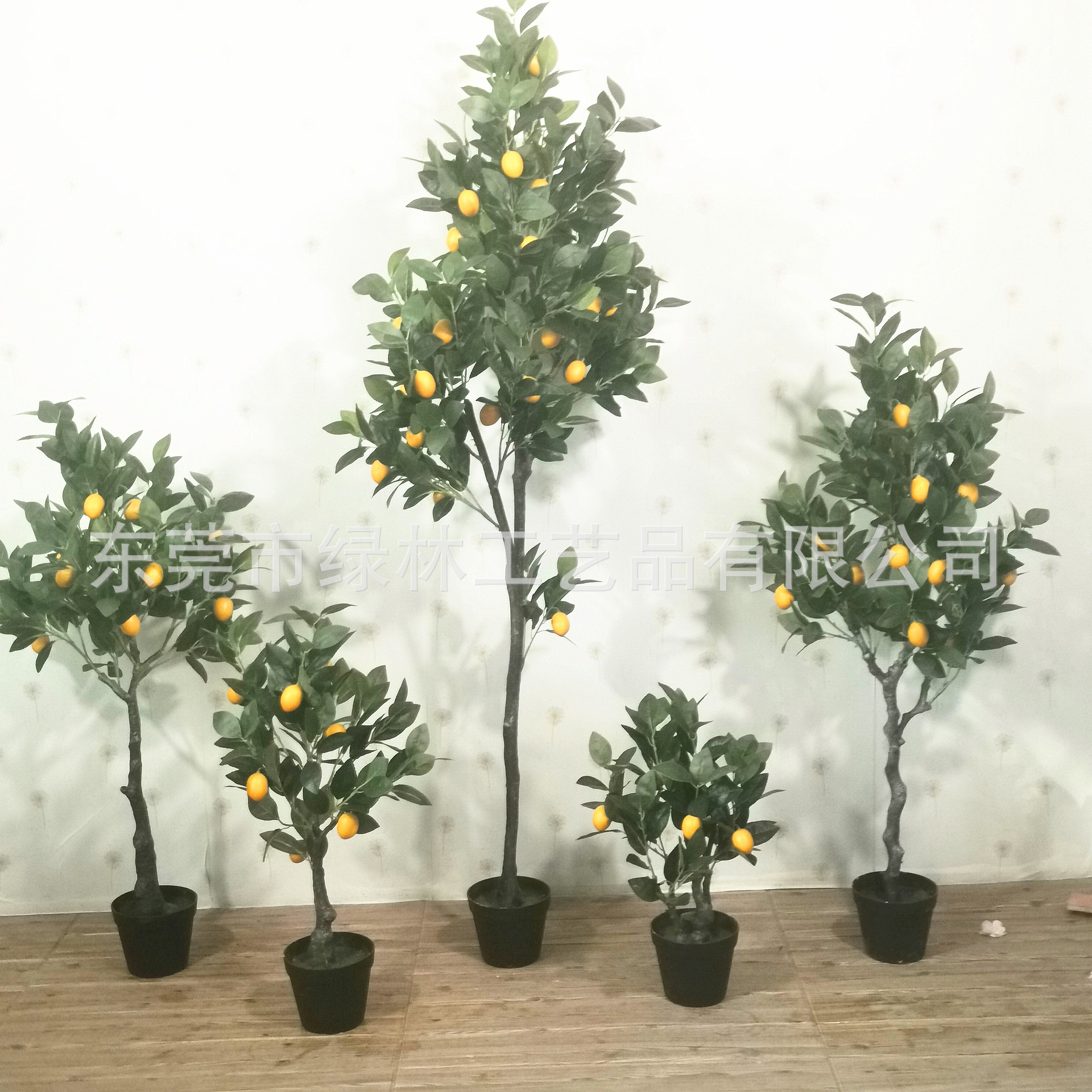 橘子树
