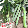 Beidou Seven -Star Grand Silkworm Bean Seed Seeds Seeds High -yield Spring, Summer Autumn and Winter Four Seasons Balcony Vegetable Laibi Seed