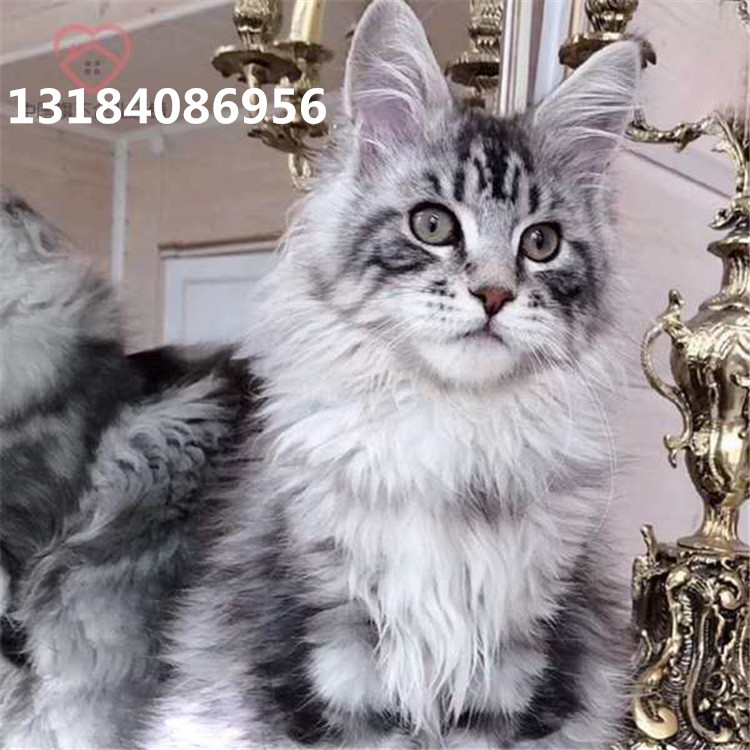 高地长毛宠物猫活体美短猫英短蓝白猫缅因猫豹猫布偶猫折耳可爱猫 文化玩乐用品网