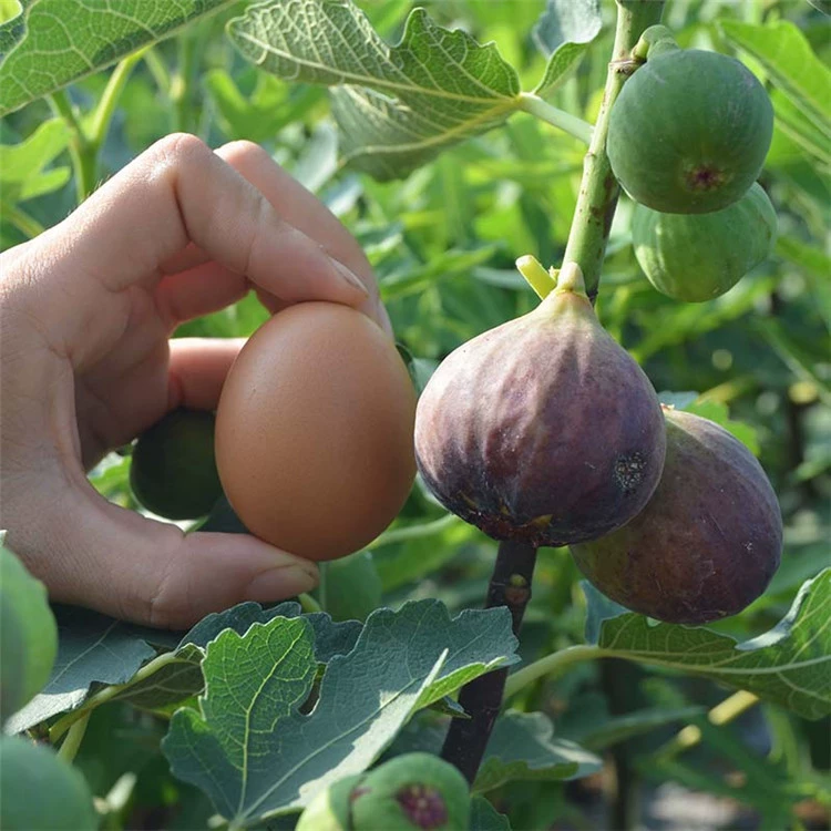 База Оптовая Рис Рассада Дерево Плоды Рассада Посадка на юге и севере Посадка Боджи Красное сердце Рис Результаты рассады года