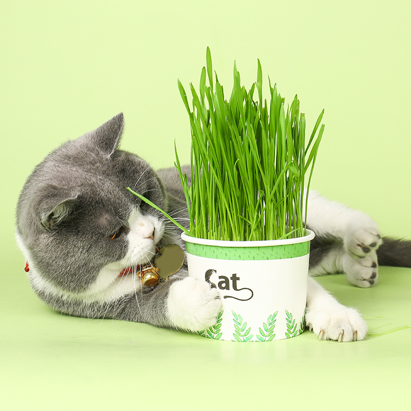 Cat Grass Cup Cat Mint Seed Cat Snacks Cat Grass Depilated Hair Ball Cat Grass Basin Cat Snacks Best Selling On