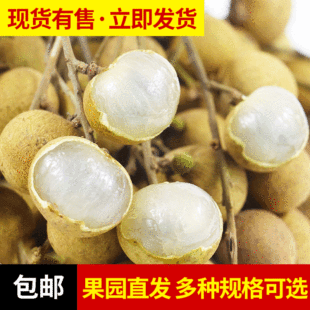 Longan Fresh Stone 果 Longan Orchard Moders должна быть свежими фруктами