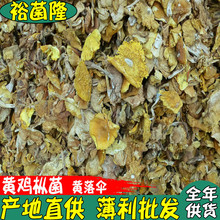 【裕菌隆】 黄鸡枞干品 黄落伞产地 黄露伞批发 黄鹅蛋菌干货