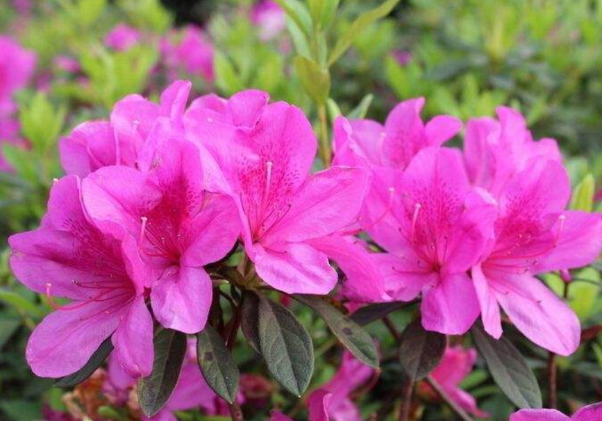 ��������������ž黨��ĸhairgenyl