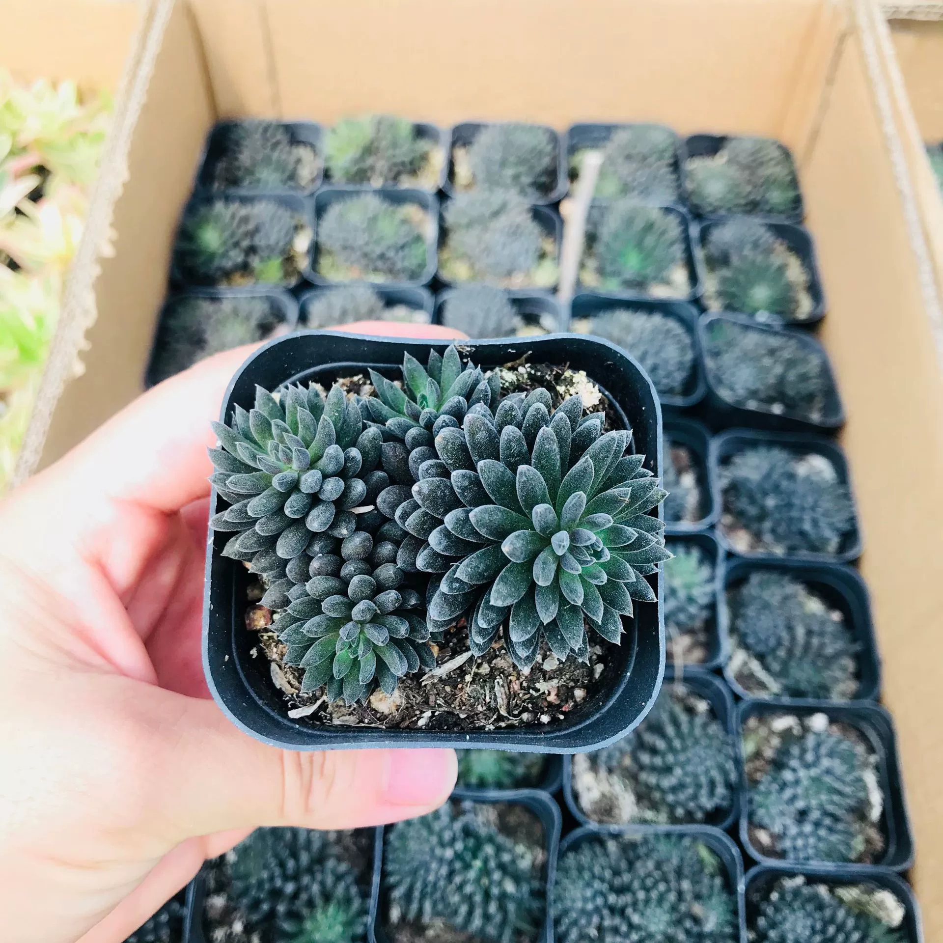 Суккулентные растения в горшках для комнатного офиса настольная многоголовочная группа свежих и интересных мясистых уннанцев, легко выращивать растения ..........................................................................................