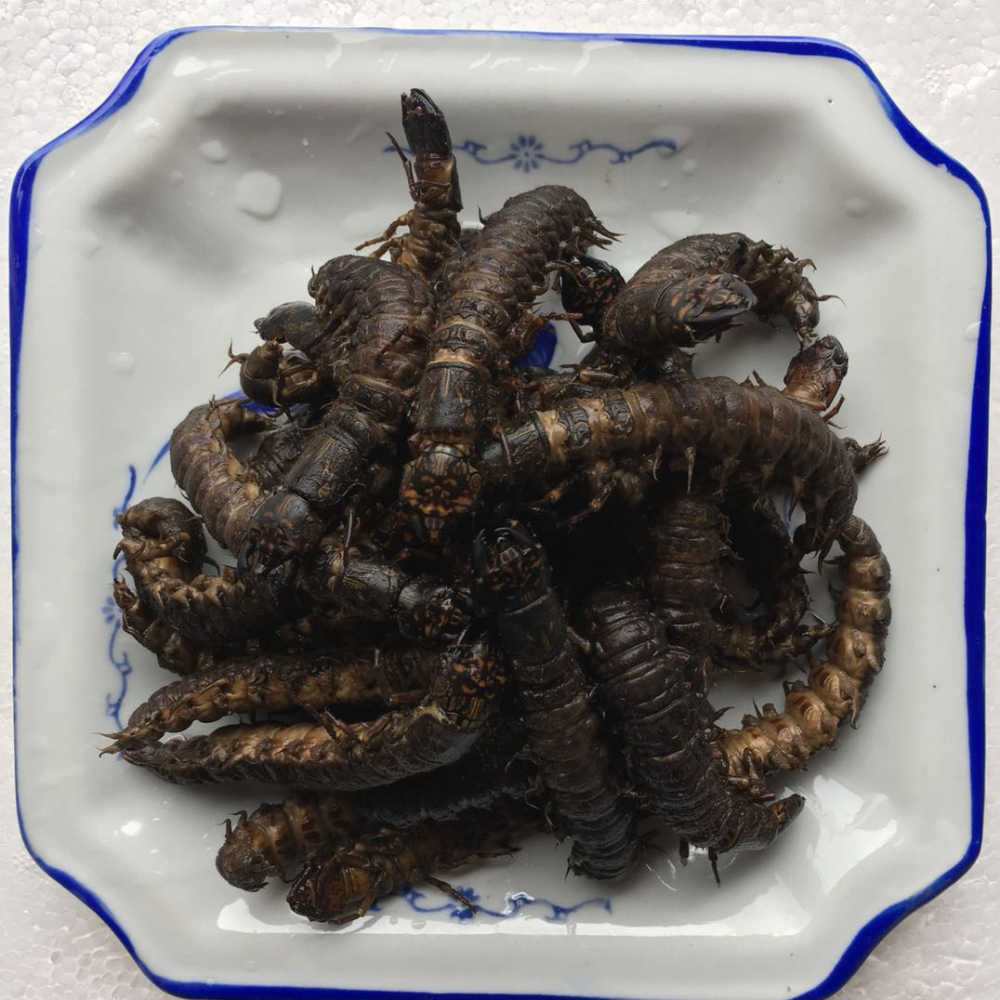 批发供应【云南特产】  爬沙虫   食用昆虫  虫参水蜈蚣 鲜活速冻|ms