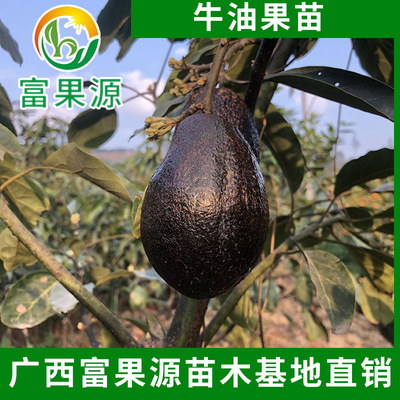 优质牛油果苗哈斯桂热一号 高品质四季水果 广西牛油果苗批发供应