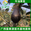 high quality Avocado Haas Number one superior quality Four seasons fruit Guangxi Avocado wholesale supply