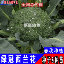 青花菜种子 青花菜种子品牌 图片 价格 青花菜种子批发 阿里巴巴