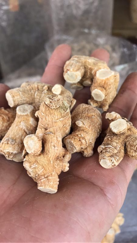 进口10克粒头1 (2).jpg