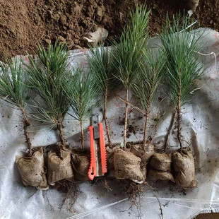 ��������N���������̓r���l���̺���С�� ������� ǧ���������