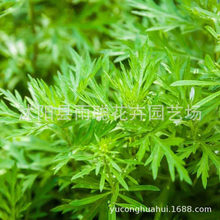菁蒿草图片,蒿草图片,青蒿草图片_大山谷图库