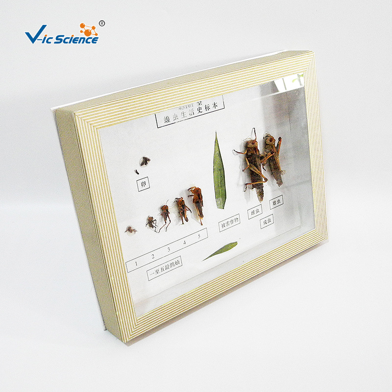 Locust life history specimen Middle and high school Biology teaching experiment equipment Insect research children initiation Polular Science