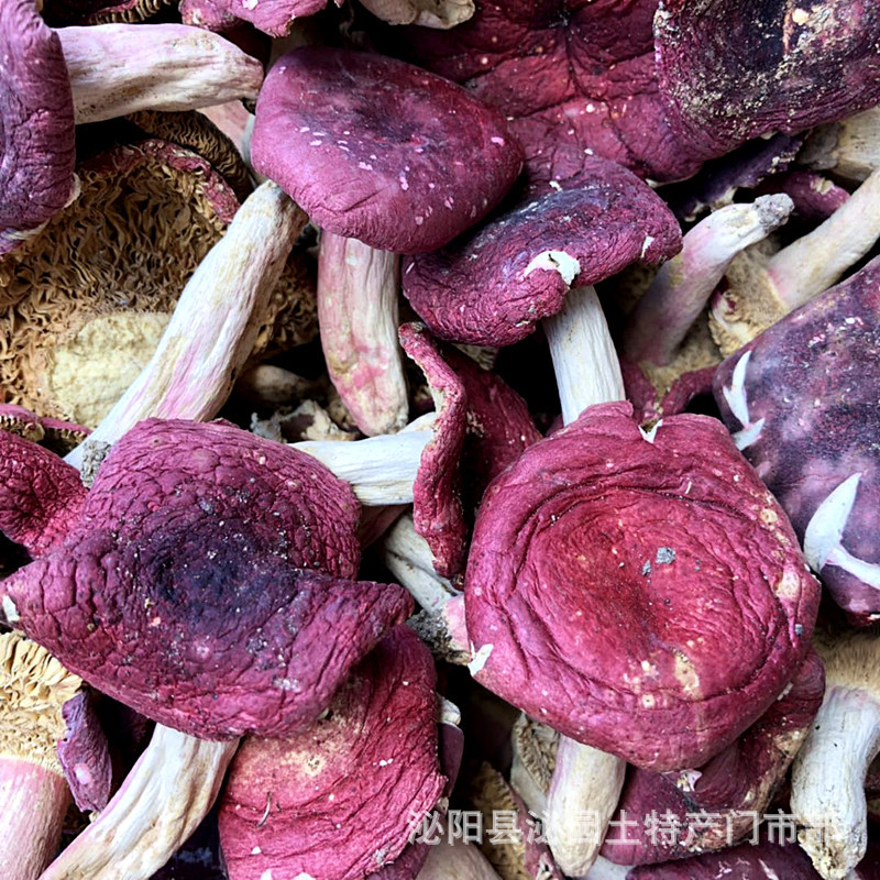 野外红菇中菇干货 半开红菇产地批发红蘑菇红菌食用菌地一件代发