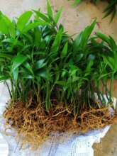 大葉竹柏 大葉竹柏批發 促銷價格 產地貨源 阿里巴巴