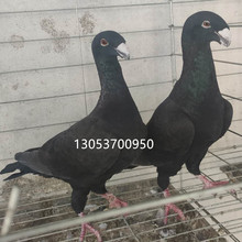 黑马头鸽子 蛇头鸽图片  俄罗斯头型鸽 黄杠马头鸽子一对多少钱