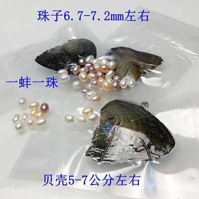 001供应真空包装北海珍珠6.7-7.2mm小河蚌 一蚌一株外贸小贝