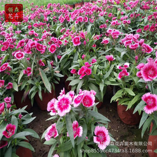 �ر�ʯ����ر��繫�@��ƺ�G�����ʯ���޸����������ܵر�ʯ����