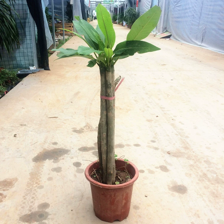 Плюмерия Цветок в горшке Рассада Красный желтый цветок яйца Рассада Цветок Плюмерии Рассада Редкое зеленое растение Крытый балкон Комнатное растение