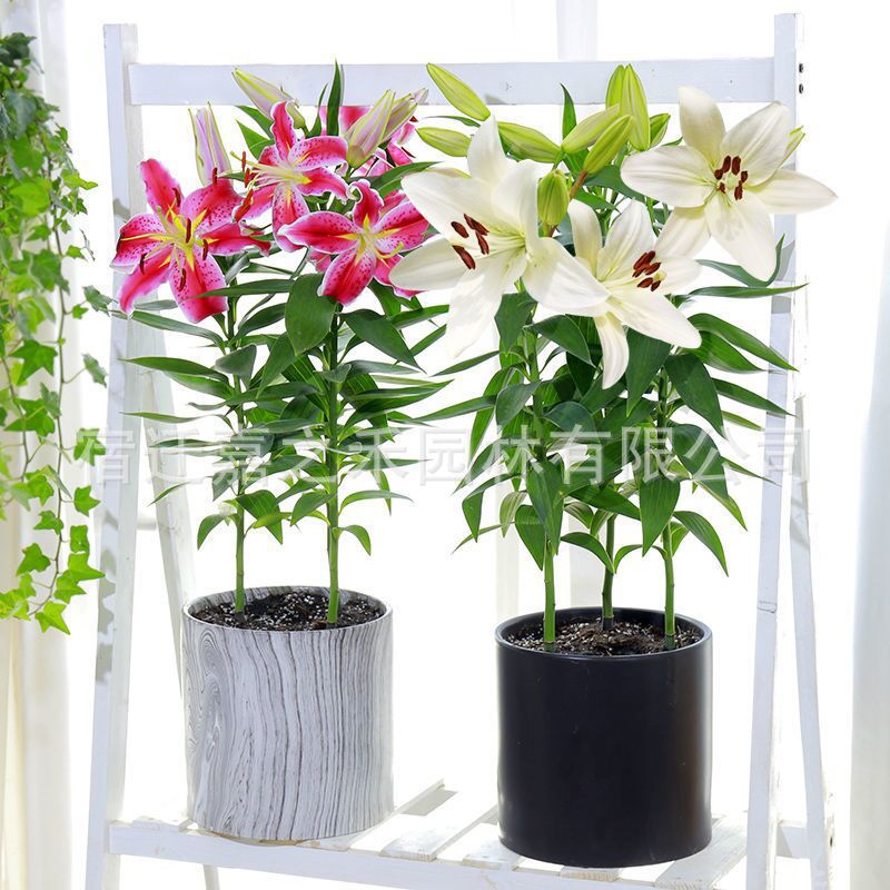 QQ图片20201130121339