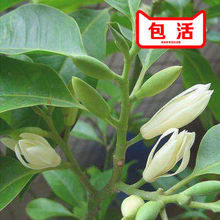 白兰花盆栽花卉观植物室内阳台庭院黄兰四季开花浓香型白兰花带花