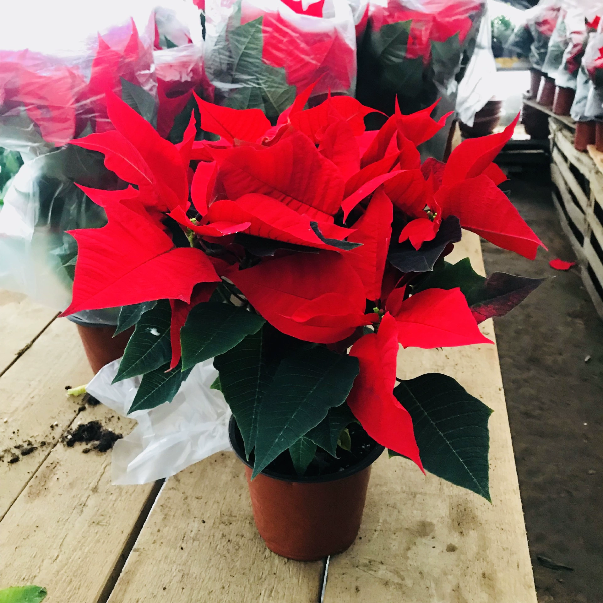 Оптовая продажа пуансеттии зеленые растения в горшках крытый балкон двор Four Seasons вечнозеленые вечнокрасные листья зеленые растения цветы