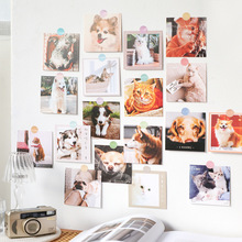 9张 方形ins猫狗装饰卡片墙面装饰寝室相框画墙贴装饰卡片