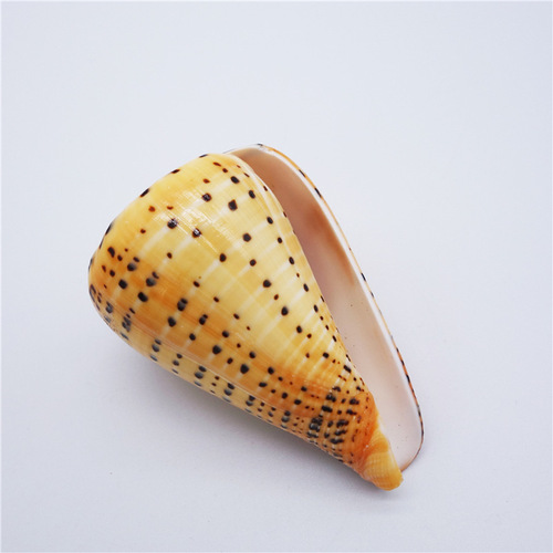 Factory sales seashell conch yellow corn snail living room bedroom home decoration craft work fish tank pot plant landscape